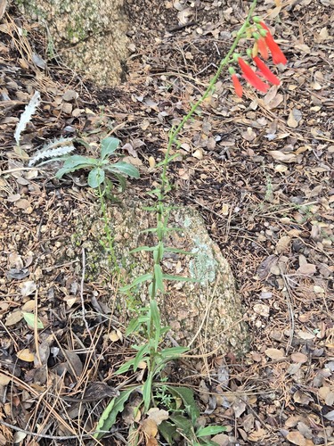 Penstemon barbatus, photograph 3