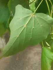 Tilia cordata