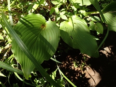 Hosta sieboldiana