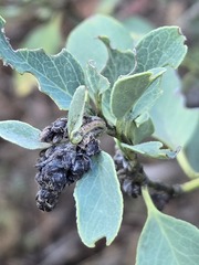 Garrya flavescens, photograph (c) Jo Roberts, some rights reserved (CC BY)