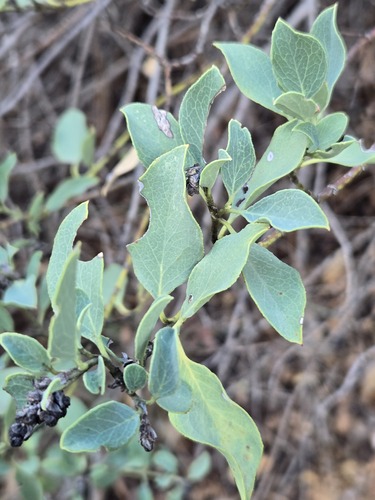 Garrya flavescens, photograph 5