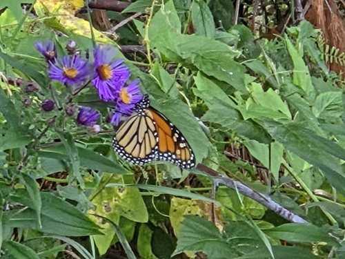 Monarch
