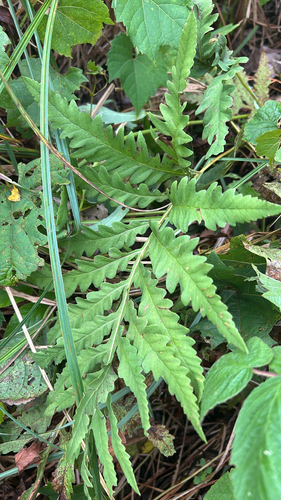 sensitive fern