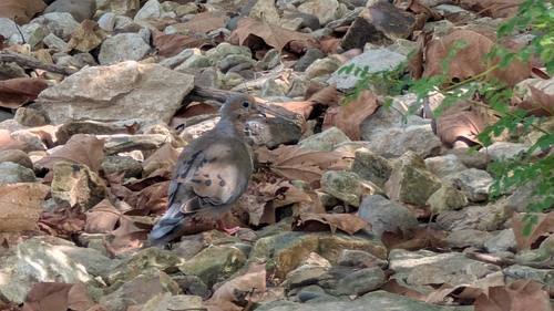Mourning Dove