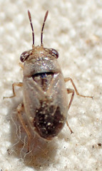 Geocoris pallens