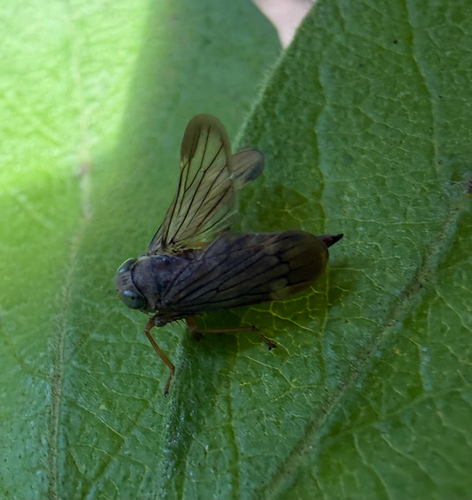 Coppery Leafhopper
