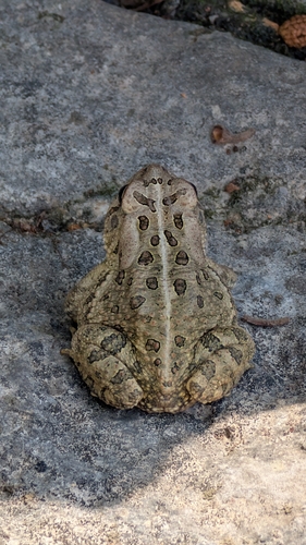 Fowler's Toad