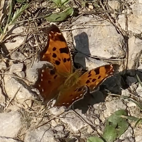 Eastern Comma