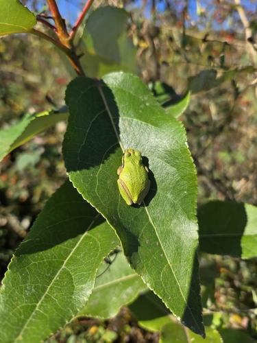 Pacific chorus frog