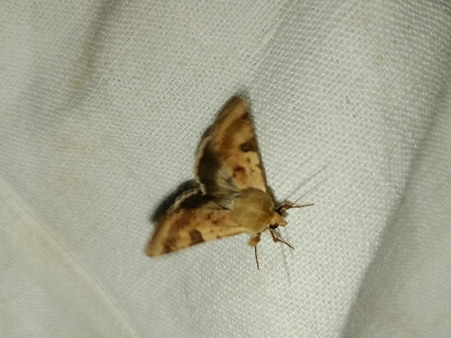 The Bordered Straw