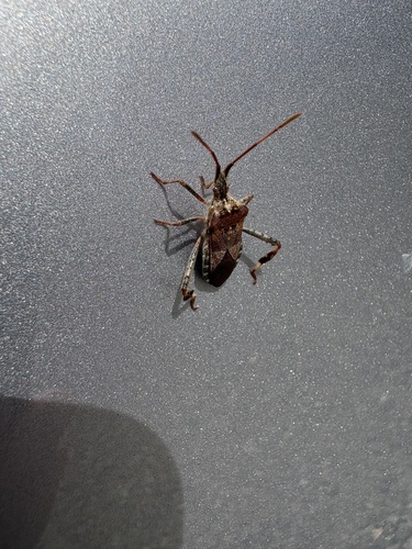 Western Conifer Seed Bug