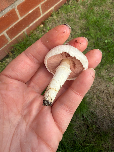 Meadow Mushroom