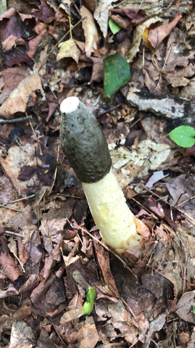 Ravenel's stinkhorn