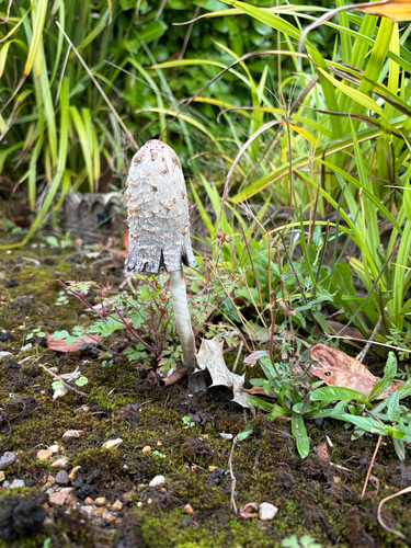 Shaggy Mane