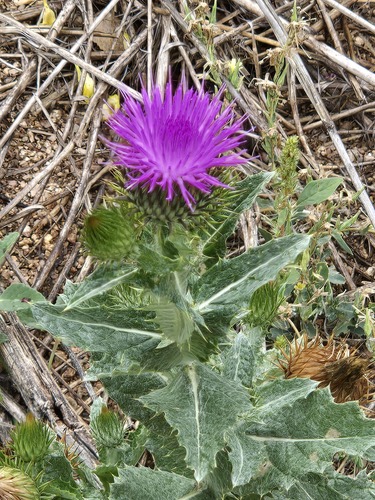Onopordum acanthium