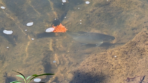American Gizzard Shad