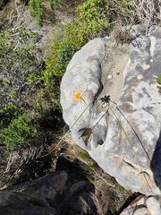 Moraea ochroleuca, photograph (c) Jeanette Clarke, some rights reserved (CC BY-SA)