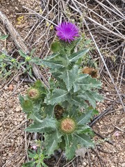 (c) Jo Roberts, some rights reserved (CC BY) Onopordum acanthium, photograph (c) Jo Roberts, some rights reserved (CC BY)