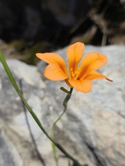 Moraea ochroleuca, photograph (c) Jeanette Clarke, some rights reserved (CC BY-SA)