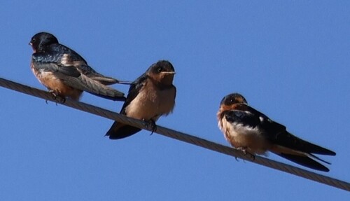 Barn Swallow