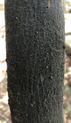 Trypethelium eluteriae