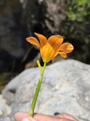 Moraea ochroleuca, photograph (c) Jeanette Clarke, some rights reserved (CC BY-SA)