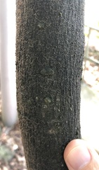 Trypethelium eluteriae