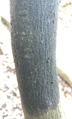 Trypethelium eluteriae