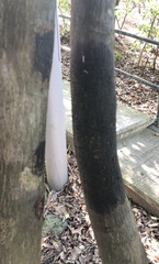 Trypethelium eluteriae