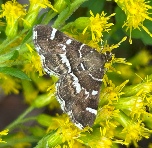 Spotted Beet Webworm Moth