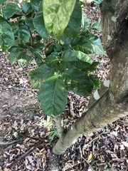 Trypethelium eluteriae