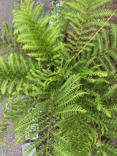 common bracken