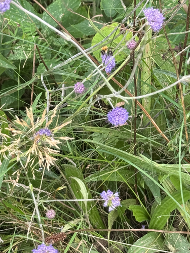Devil's-bit Scabious