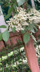 Sambucus nigra