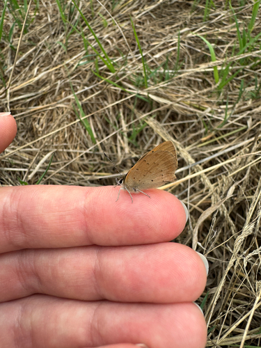 Small Copper