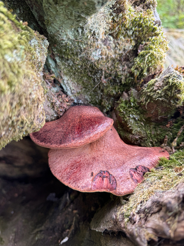 Beefsteak Polypore