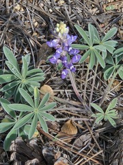 (c) Jo Roberts, some rights reserved (CC BY) Lupinus argenteus, photograph (c) Jo Roberts, some rights reserved (CC BY)