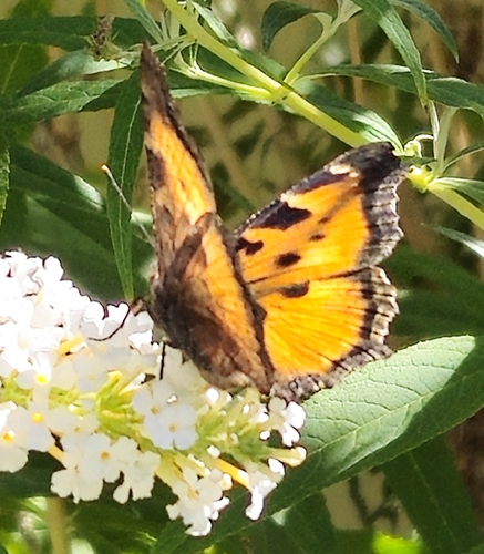 California Tortoiseshell