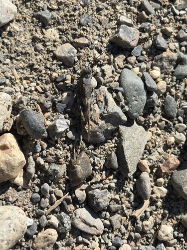 Pallid-winged Grasshopper