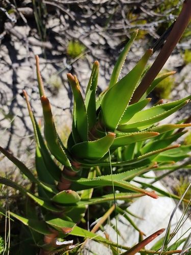 Aloiampelos commixta, photograph 3