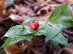 Ruscus hypoglossum