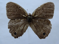 Cissia themis