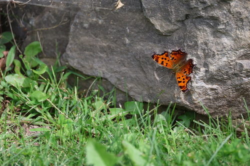 Eastern Comma