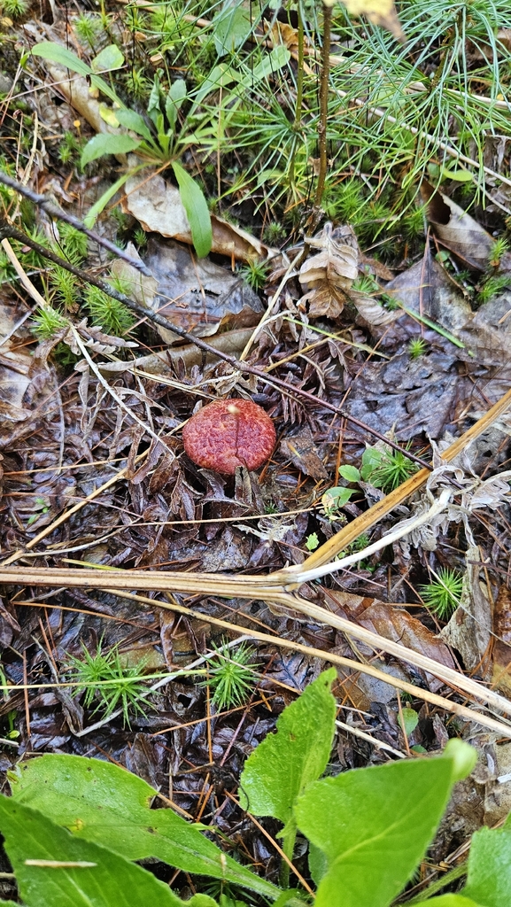 Painted Suillus · September 2026 · photo: Photo: (c) Sam Bucciarelli, some rights reserved (CC BY) · iNaturalist