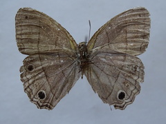 Cissia themis