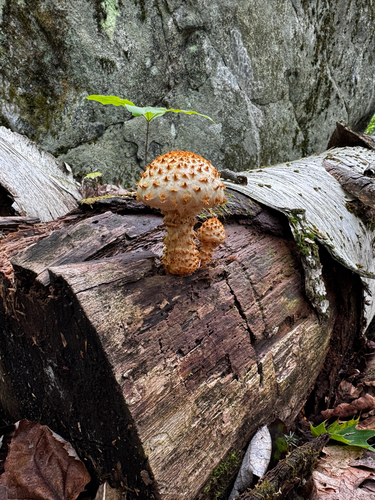 Sharp-scaly Pholiota