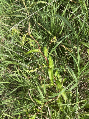 waterpepper