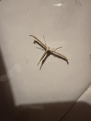 Morning-glory Plume Moth