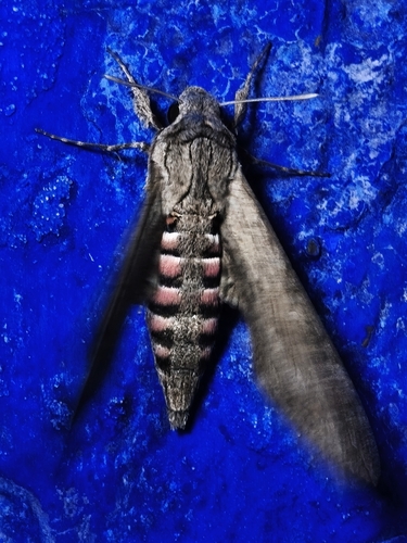 Convolvulus Hawkmoth