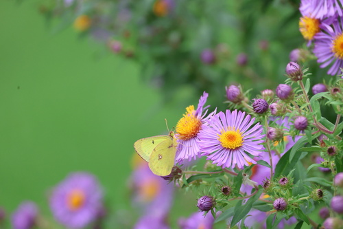 Clouded Sulphur